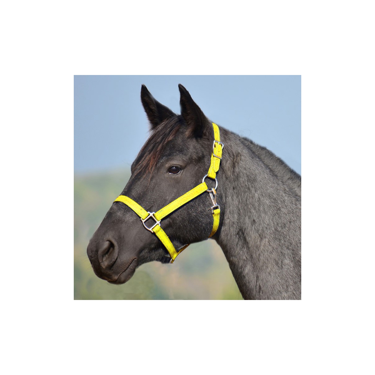 SUNFLOWER YELLOW Turnout HALTER & LEAD made from BETA BIOTHANE