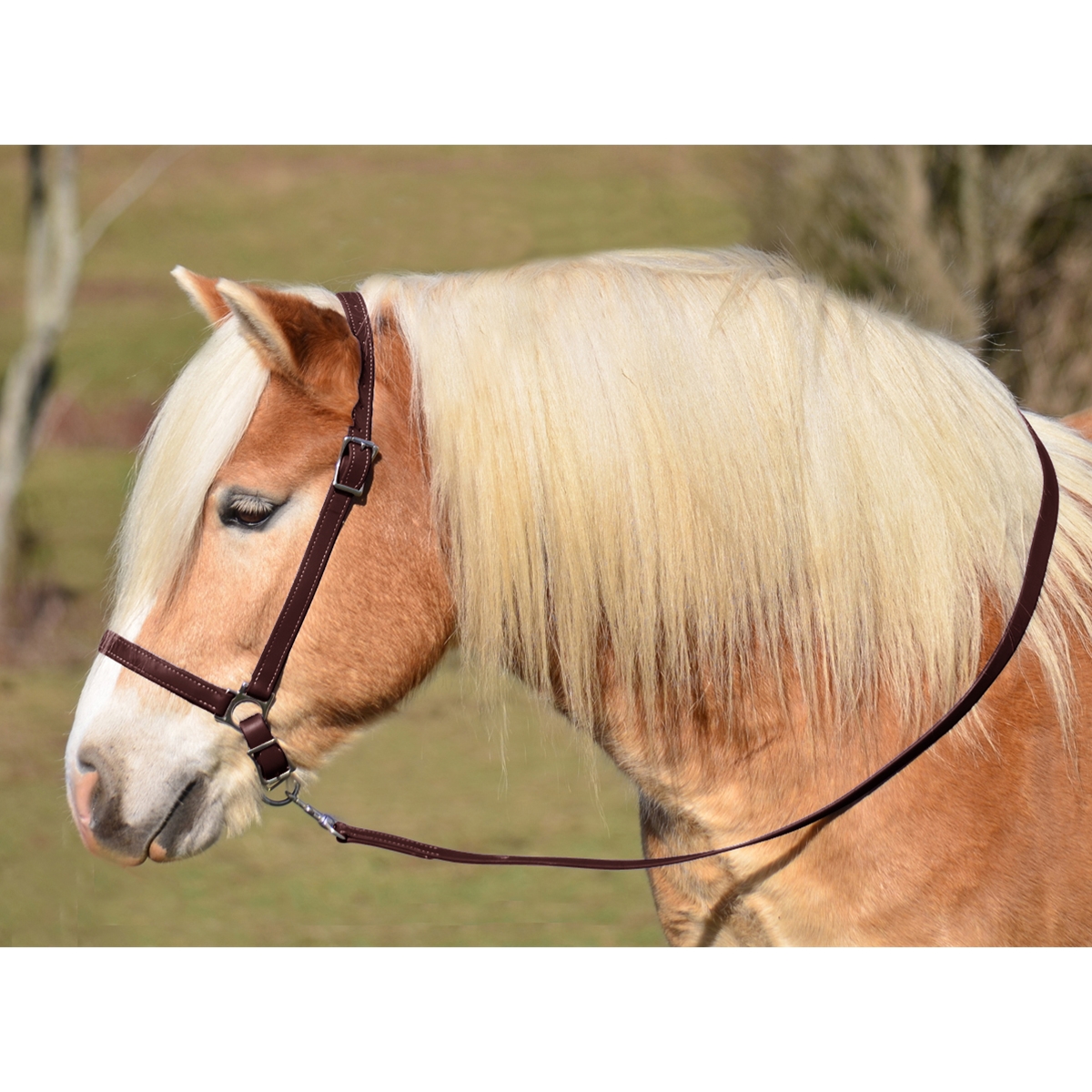 horse stores online