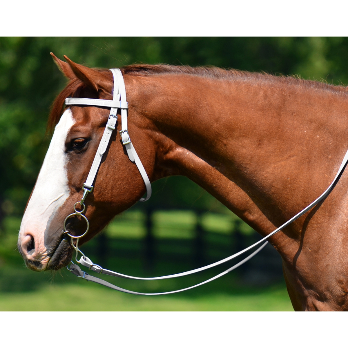 Hand Tooled Leather Horse Noseband/ Western Brand Halter