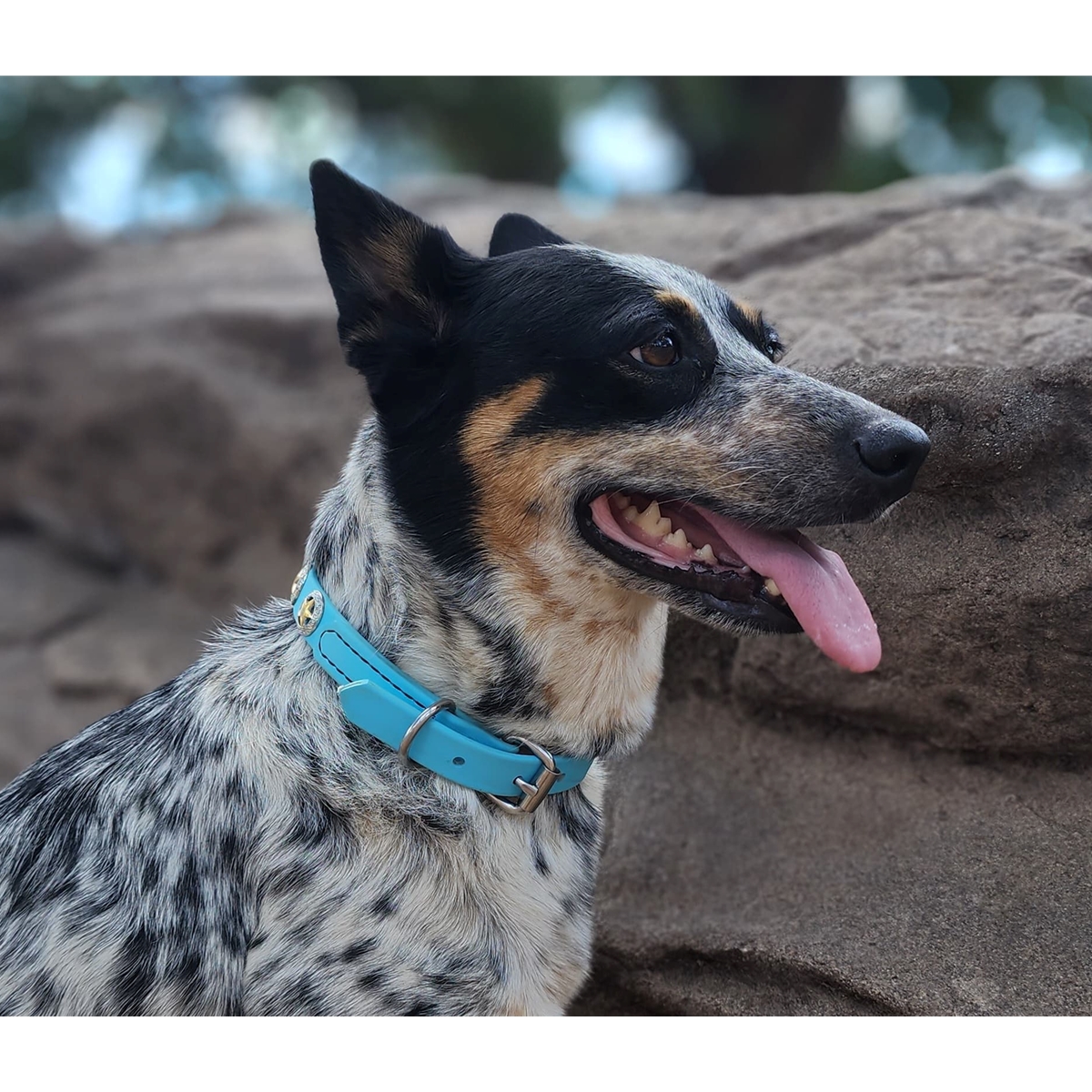 Personalized Blue Italian Leather Dog Collar - Large