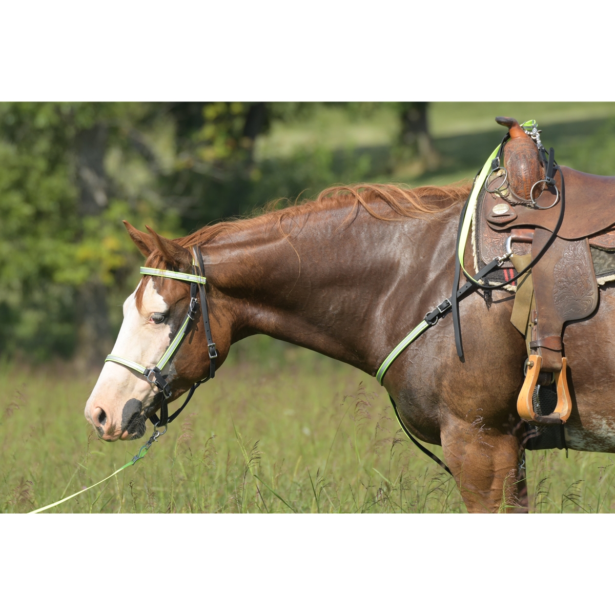 Shop Top Quality Halter Bridles with Reflective Day GLO from Two