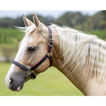 Padded Halter made from BETA BIOTHANE with NO RUB Padding