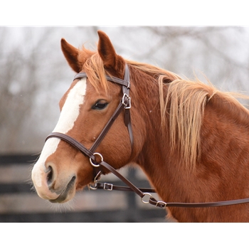 ****BETTER THAN  LEATHER ****2-in-1 Bitless Bridle made from BETA BIOTHANE
