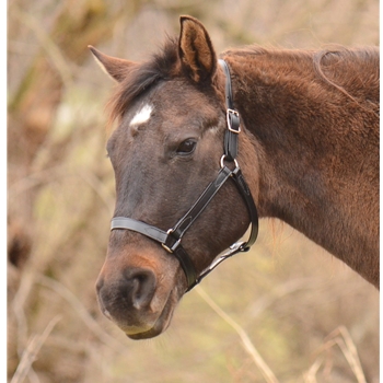 ***BETTER THAN LEATHER ** Economy Halter made from BETA BIOTHANE