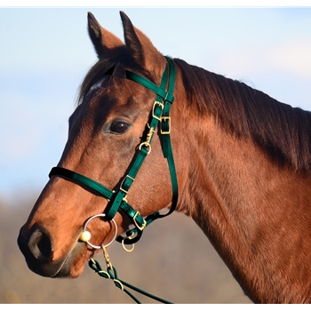 HUNTER GREEN Traditional HALTER BRIDLE with BIT HANGERS made from BETA BIOTHANE 