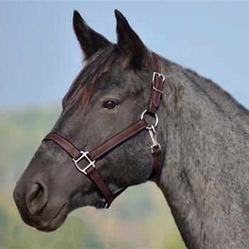BROWN HALTER & LEAD made from BETA BIOTHANE (Solid Colored)