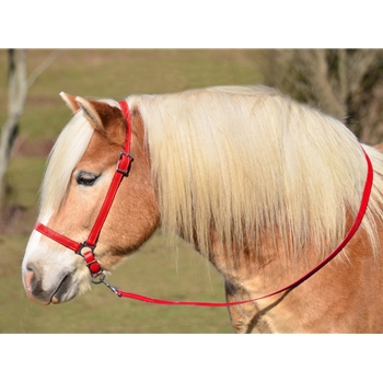 RED GROOMING HALTER & LEAD made from BETA BIOTHANE