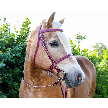 Order Orange Halter Bridle with Bit Hangers Only at Two Horse Tack