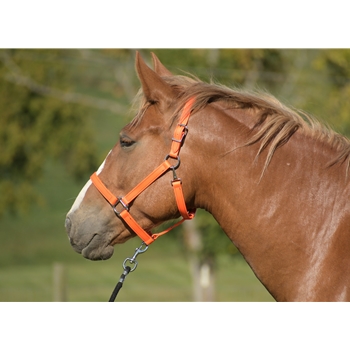 ****DISCOUNTED TACK*** $20 Orange Halter - Warmblood/TB/Draft Cross Size