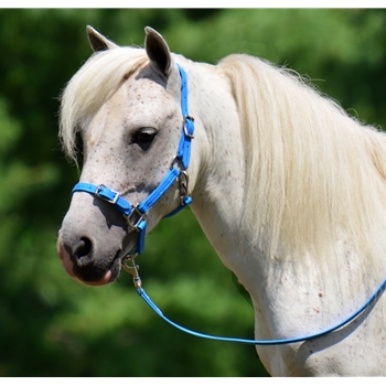 MINI HORSE SIZE Buckle Nose Halter made from BETA BIOTHANE 