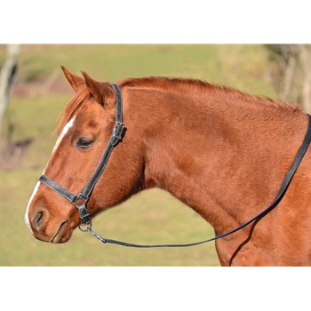 HORSE SIZE Grooming Halter made from BETA BIOTHANE 