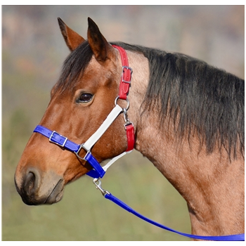 Buckle Nose Halter & Lead Beta Biothane Solid Colored