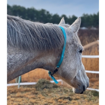 Aqua Beta Biothane Turnout Neck Collar for Horses
