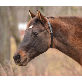 Black Beta Biothane Turnout Neck Collar for Horses