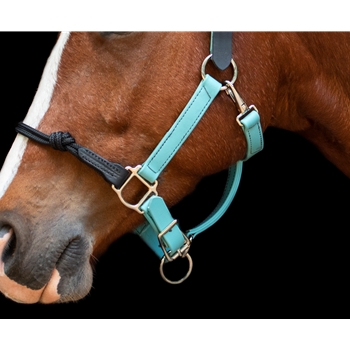 Buy An Dusty Turquoise Beta Biothane Halter at Two Horse Tack