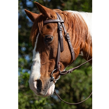 Dark Brown Beta Biothane Bridle - You Choose The Size/Style