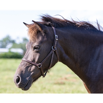 Buy An Dark Brown Beta Biothane Halter at Two Horse Tack