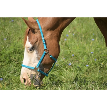 Buy An Light/Sky Blue Beta Biothane Halter at Two Horse Tack