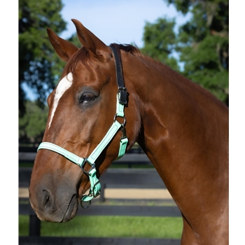 Mint/Seafoam Green Beta Biothane Halter - Any Size, Any Style