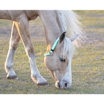 Mint/Seafoam Green Beta Biothane Horse Neck Collar - Any Size, Any Style