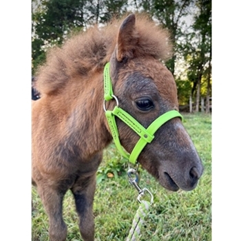 **WHOLESALE Tack** BETA BIOTHANE Figure 8 Style Foal Halter