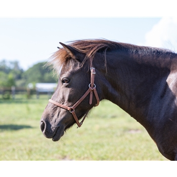 Medium Brown Buy An Beta Biothane Halter at Two Horse Tack