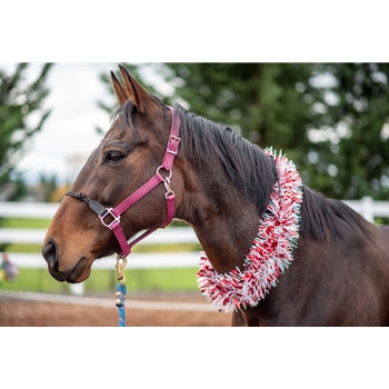 Wine/Maroon Beta Biothane Halter - Any Size, Any Style