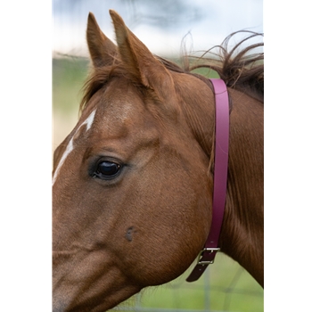 Wine/Maroon Beta Biothane Horse Neck Collar - Any Size, Any Style