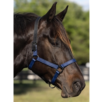 Navy Blue Beta Biothane Halter - Any Size, Any Style