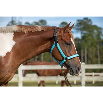 Baby Blue Beta Biothane Halter - Any Size, Any Style