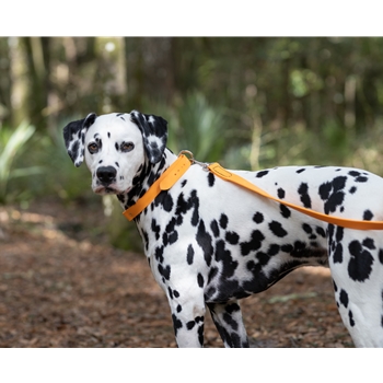 Mango Orange Beta Biothane Dog Collar - Any Size