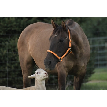 Mango Orange Beta Biothane Halter - Any Size, Any Style