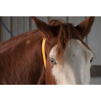 Mango OrangeBeta Biothane Horse Neck Collar - Any Size, Any Style