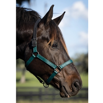 Hunter/Dark Green Beta Biothane Halter - Any Size, Any Style