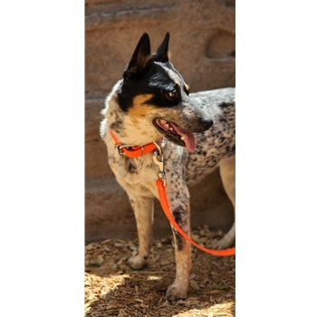 Hunters Orange Beta Biothane Dog Collar - Any Size