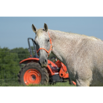 Hunters Orange Beta Biothane Halter - Any Size, Any Style