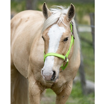 Apple Green Beta Biothane Halter - Any Size, Any Style