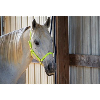 Safety Yellow/Neon Beta Biothane Halter - Any Size, Any Style