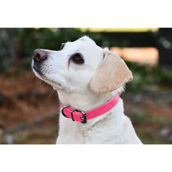 Hot/Neon Pink Beta Biothane Dog Collar - Any Size