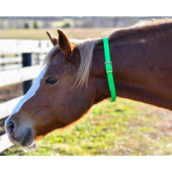 Lime/Neon Green Beta Biothane Horse Neck Collar - Any Size, Any Style