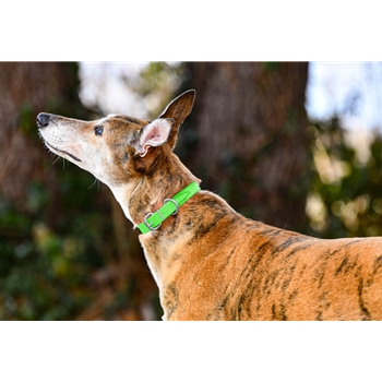 Lime/Neon Green Beta Biothane Dog Collar - Any Size