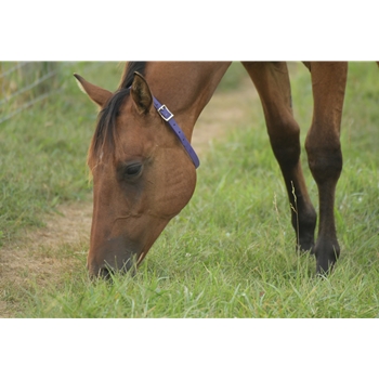 Purple Beta Biothane Horse Neck Collar - Any Size, Any Style