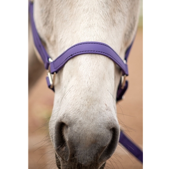 Purple Beta Biothane Halter - Any Size, Any Style