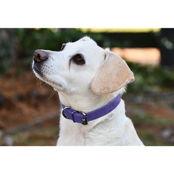 Beta Biothane Dog Collar - Any Size