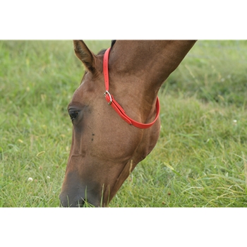 Beta Biothane Horse Neck Collar - Any Size, Any Style