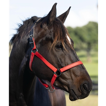 Beta Biothane Halter - Any Size, Any Style