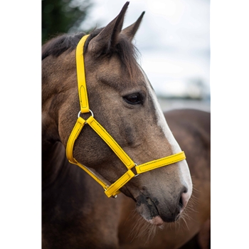 Sunflower Yellow Beta Biothane Halter - Any Size, Any Style