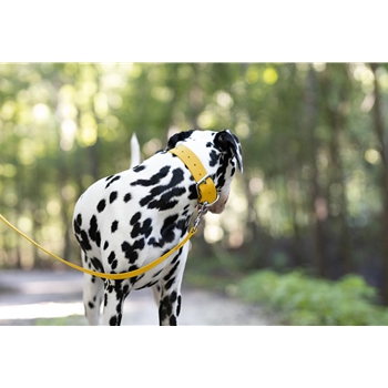 Sunflower Yellow Beta Biothane Dog Collar - Any Size