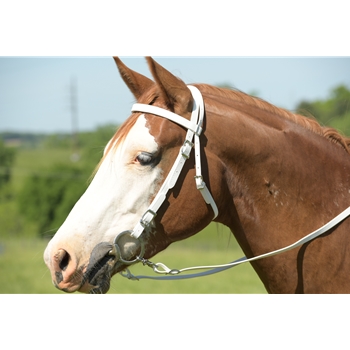 White Beta Biothane Bridle - You Choose The Size/Style