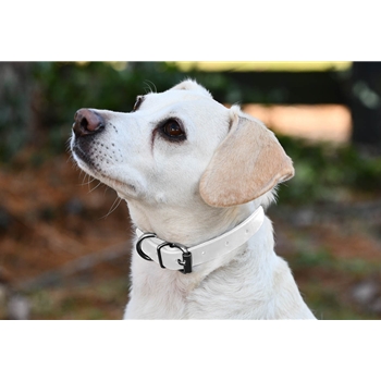 White Beta Biothane Dog Collar - Any Size